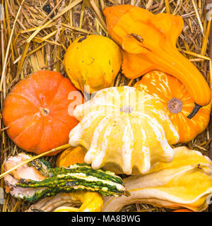 Large variety of pumpkins of different shapes on sale at Campo de' Fiori Market, Rome, Italy. Stock Photo