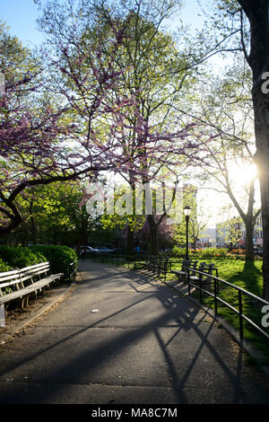 Benches line a path under a blooming eastern redbud tree during sunset at Monsignor McGolrick Park in Brooklyn, New York City, in May 2017 Stock Photo