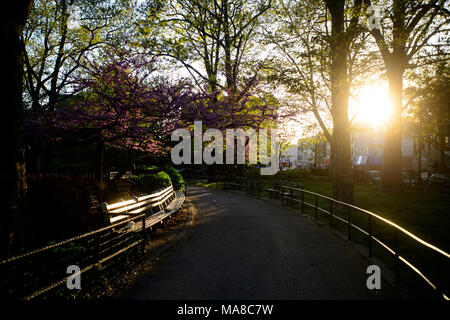 Sunlight filters through the trees along a path under an eastern redbud tree during spring at sunset at McGolrick Park in Brooklyn, New York, May 2013. Stock Photo