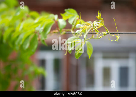 Young vine of a grapes on a background of old construction from a red brick. Stock Photo