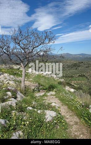 Tree near ruins of the ancient acropolis in Mycenae and beautiful view of Argolide valley in spring. Stock Photo