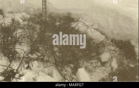 . Ecological investigations of the tundra biome in the Prudhoe Bay region, Alaska . Fig. 3. Phioto of snow, 13 April 1972. Stock Photo