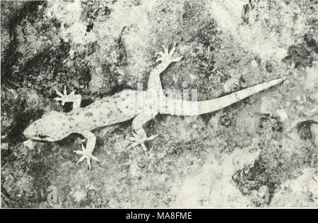 . The ecological impact of man on the south Florida herpetofauna . Figure 24. Mediterranean Gecko (Hemidactyliis turcicus). (LP) Stock Photo