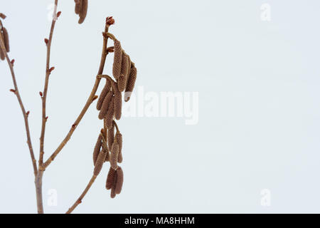 bush hazelnut in winter. Branches and flowers hazel close-up macro in the frost on a white snow background. The concept of agrobusiness is the nut pla Stock Photo
