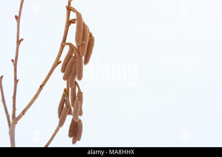 bush hazelnut in winter. Branches and flowers hazel close-up macro in the frost on a white snow background. The concept of agrobusiness is the nut pla Stock Photo