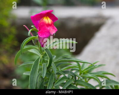 a Himalayan Balsam Flower or Impatiens glandulifera from Himalaya Mountain. India and Tibet Area.