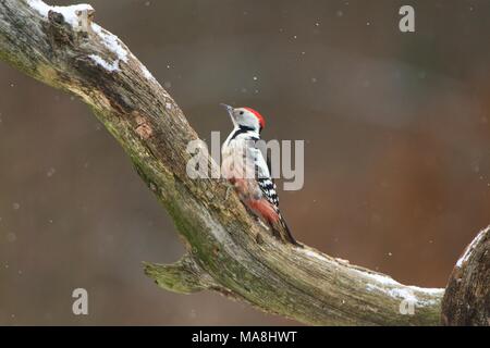 Middle Spotted Woodpecker, Bialowieza, Poland Stock Photo