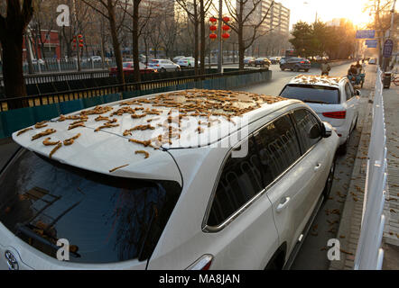 Catkins carpet a car parked under trees in Chaoyang district, eastern Beijing, China