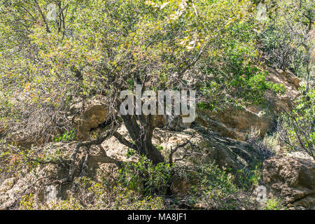 Eaton Canyon Natural Area is a 190-acre zoological, botanical, and geological nature preserve situated at the base of the beautiful San Gabriel Mounta Stock Photo