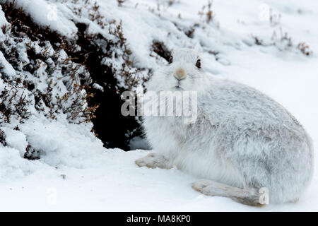 Close-up of Mountain hare (lepus timidus) on snow covered hillside in the Scottish Highlands, March 2018 Stock Photo