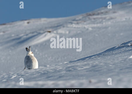 Wide-angle view of a mountain hare (lepus timidus) sitting on snow covered hillside in the Scottish Highlands, March 2018 Stock Photo