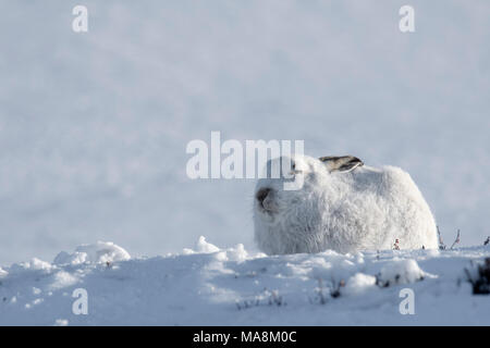 Side-profile of mountain hare (lepus timidus) on snow covered hillside in the Scottish Highlands, March 2018 Stock Photo