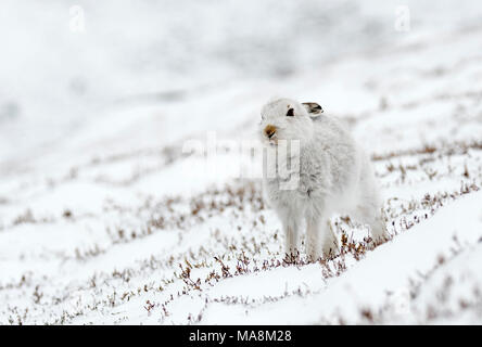 Mountain hare (lepus timidus) stretching on snow covered hillside in the Scottish Highlands, March 2018 Stock Photo