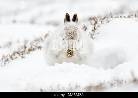Mountain hare (lepus timidus) grooming in form on snow covered hillside in the Scottish Highlands, March 2018 Stock Photo