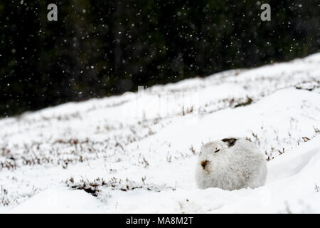 Mountain hare (lepus timidus) hunkered down in its form during blizzard on snow covered hillside in the Scottish Highlands, March 2018 Stock Photo