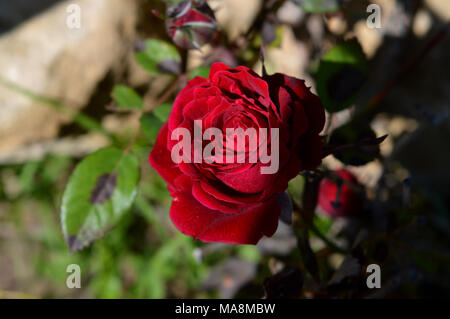 Closeup of a Beautiful Blooming Red Rose, Flower of Love Stock Photo