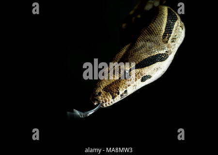 white boa constrictor in a black background