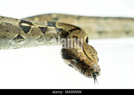 Colombian Boa. Tropical brown constrictor.  Snake skin with yellow and black spots on a white background Stock Photo