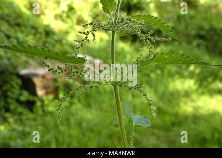 Urtica dioica, Common Nettle Flowers Stock Photo