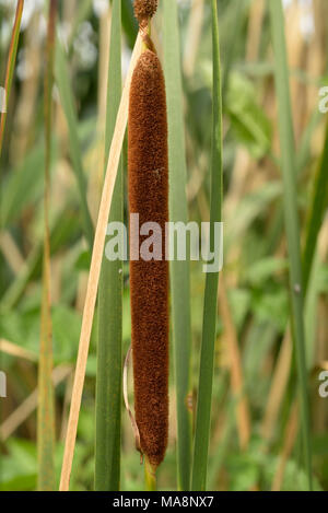 Lesser Bulrush, Typha angustifolia Stock Photo