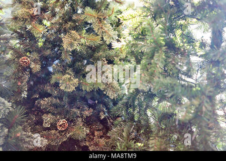 Winter pattern closeup of green pine christmas tree needles, pinecone cone branches plant in home, bokeh, detail, texture Stock Photo