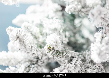 Macro closeup of green pine christmas tree needles, branches snow winter plant in home, bokeh, detail, texture Stock Photo