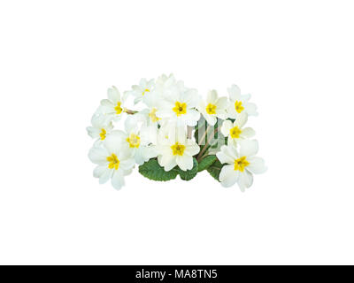 Primrose or primula vulgaris pale yellow flowers isolated on white Stock Photo