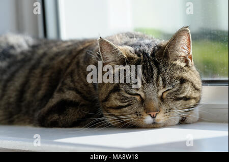 A beautiful tabby cat asleep on a window sill Stock Photo - Alamy