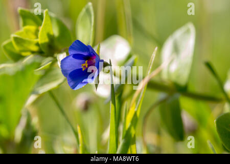 Anagallis arvensis f. azurea, the blue form of the scarlet pimpernel, groing in central Crete, Greece. Stock Photo