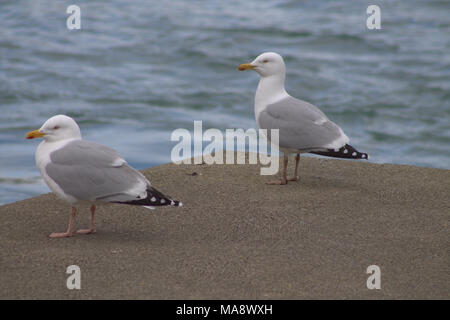Larus argentatus, herring gulls in adult plumage standing on the end of a jetty. Stock Photo