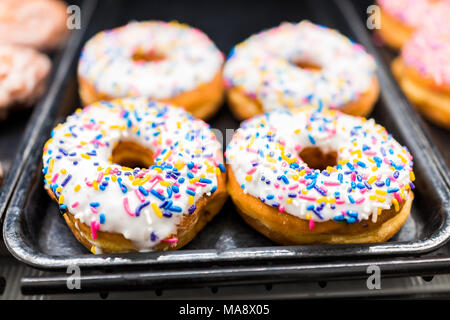 White glaze iced donuts with rainbow blue, pink, yellow sprinkles on tray in fresh bakery store shop deep fried vanilla delicious macro closeup Stock Photo