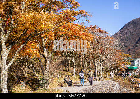 Trees that have turned yellow and orange in the Autumn season near Lake Ashi in the Hakone area of Japan Stock Photo