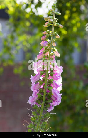 Foxglove (digitalis purpurea) in late afternoon sun growing in an English country garden Stock Photo