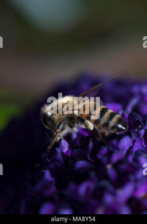 Worker bee on purple flower - possibly a Buddleia Stock Photo
