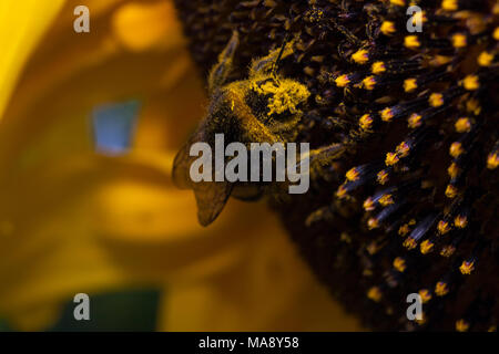 Bee with caked on pollen on its head traverses head of Sunflower