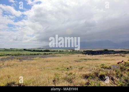 Sugar cane fields outside the Kahalui Airport on the island of Maui, Hawaii in the Pacific Ocean. Stock Photo