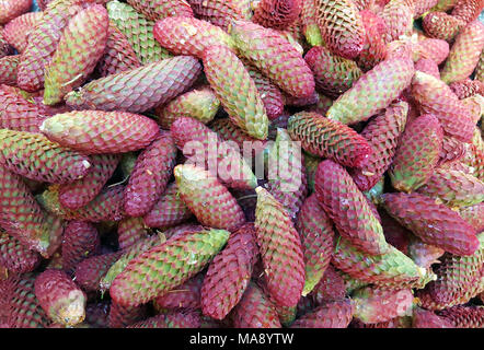 Young red spruce pine cone Stock Photo