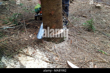 Man with chainsaw cuts tree in the forest Stock Photo