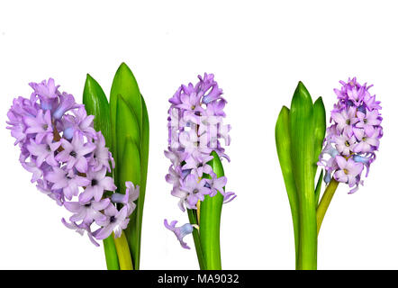 Three flowering gentle lilac hyacinth flowers with green leaves close up  on white background isolated - beautiful detail of spring nature Stock Photo