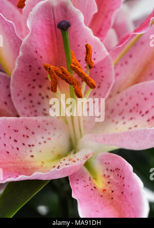 Lilium orientalis (Oriental Lily)-6 Stock Photo