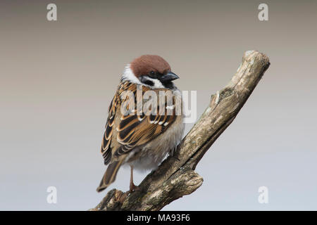 Eurasian tree sparrow (Passer montanus) perched on branch Stock Photo
