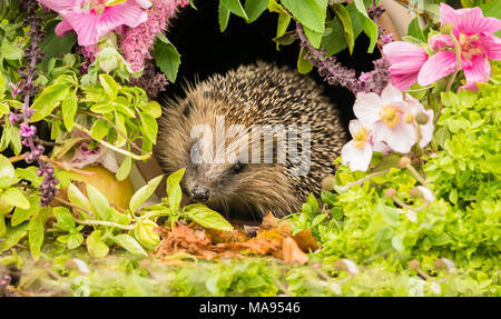 Close up of a very pretty, wild, wild, native European hedgehog in summer flowers and herbs. Facing camera. Scientific name: Erinaceus europaeus Stock Photo