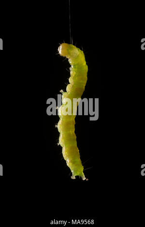 An inchworm which is a larvae of a geometer moth Stock Photo