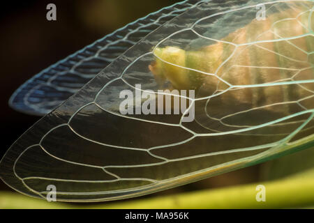 The wings of a cicada as seen extremely closely. Stock Photo