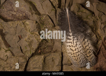 Some fallen feathers on the rocks in the Peruvian jungle not far from Tarapoto, Peru. Stock Photo