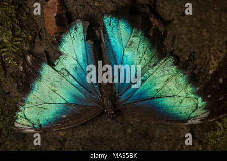 A tattererd and dead blue morpho butterfly on the forest floor in Peru. Stock Photo