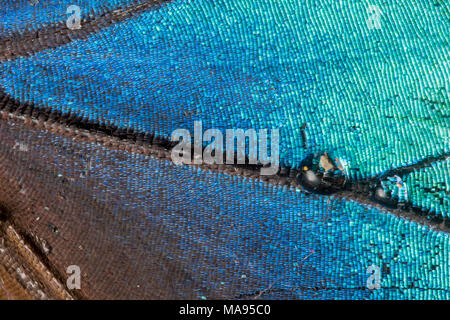 An extreme close up of a blue morpho wing, a large tropical butterfly from the neotropics. Stock Photo