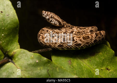 The most dangerous snake of the Amazon jungle, the fer de lance (Bothrops atrox).  These snakes have a potent venom which quickly destroys flesh. Stock Photo