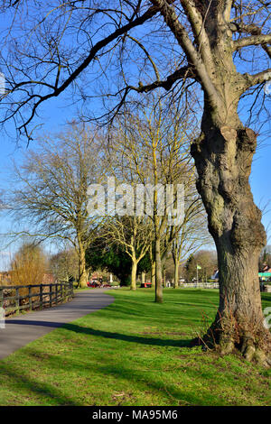 Footpath through trees in Vines Park along River Salwarpe, Droitwich Spa, UK Stock Photo