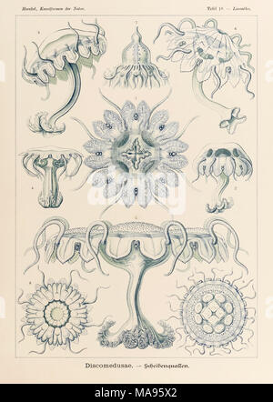 Plate 18 Linantha Discomedusae from ‘Kunstformen der Natur’ (Art Forms in Nature) illustrated by Ernst Haeckel (1834-1919). See more information below. Stock Photo